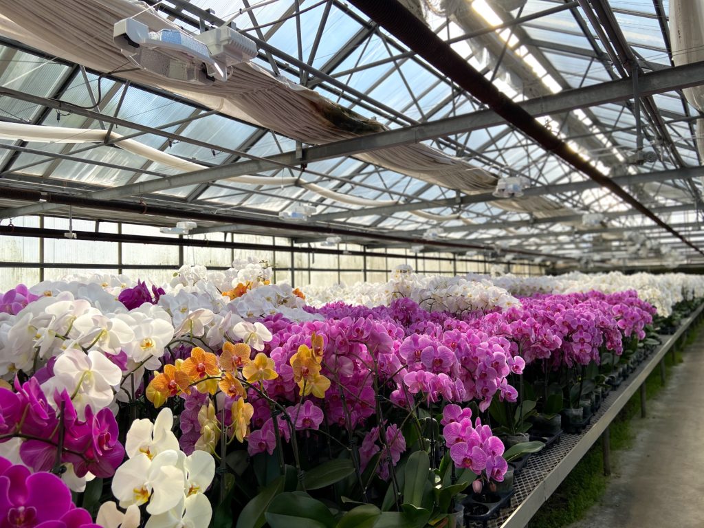 Orkide ve egzotik kesme çiçekler